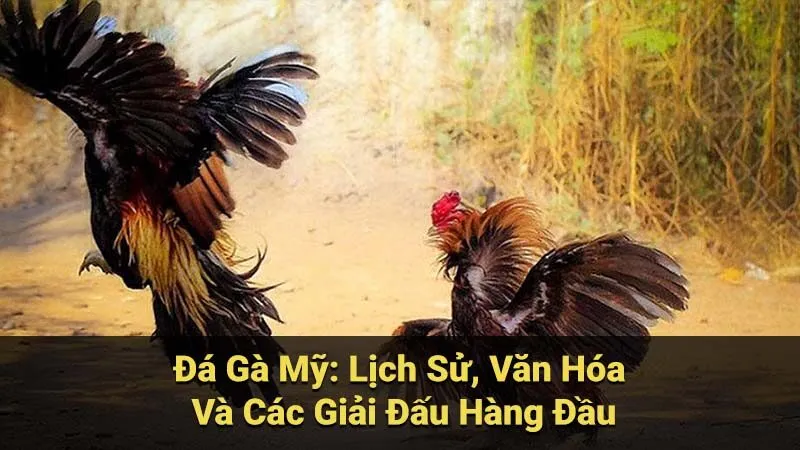 Đá Gà Mỹ: Lịch Sử, Văn Hóa Và Các Giải Đấu Hàng Đầu 1 da-ga-my